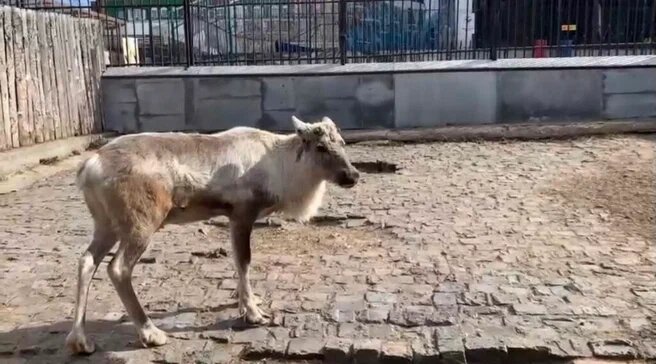    Фото: Пермский зоопарк Анастасия Южанина