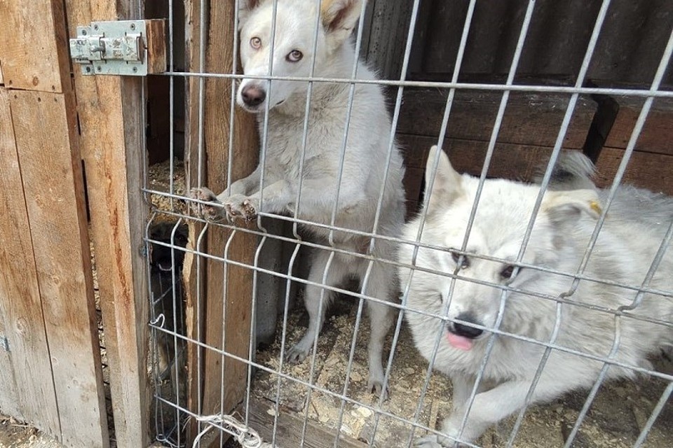    Фото: администрация Красноярска