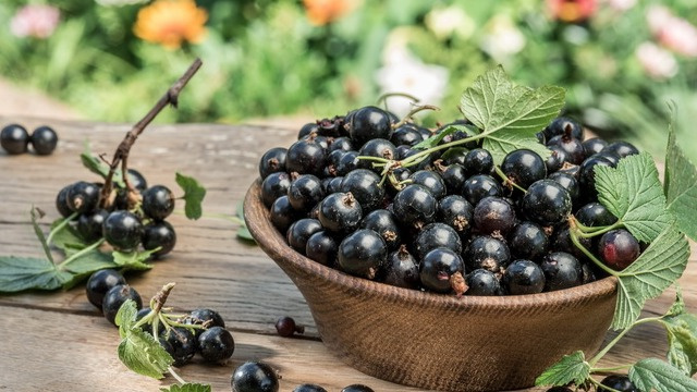 За смородиной после плодоношения необходим уход.