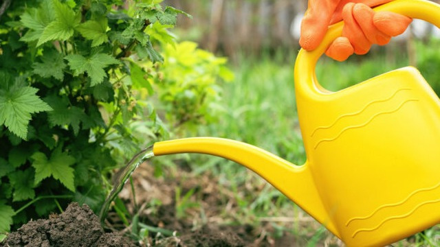 Поливаю теплой водой. Норма расхода воды под куст красной смородины – 20 л, под черную – 30-40 л.