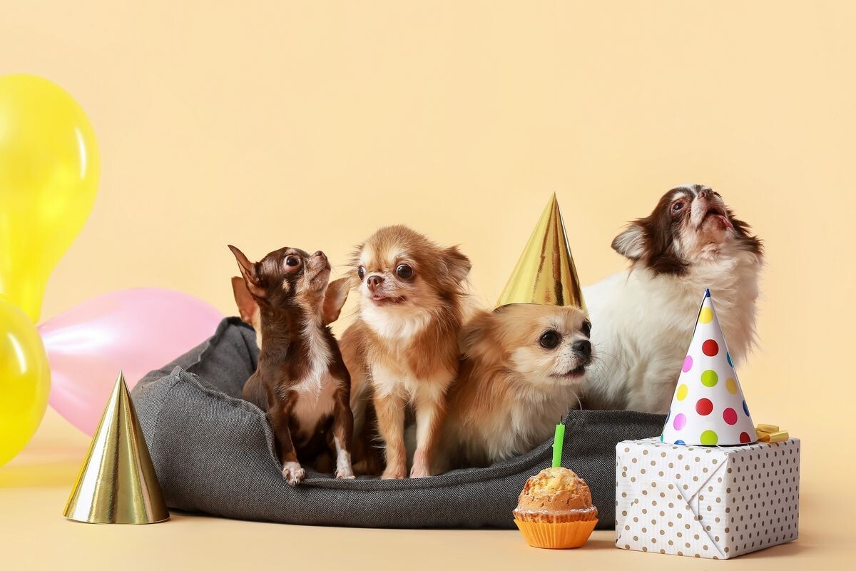 Собак мелких пород сейчас очень много, есть из кого выбрать. Источник: Shutterstock📷
