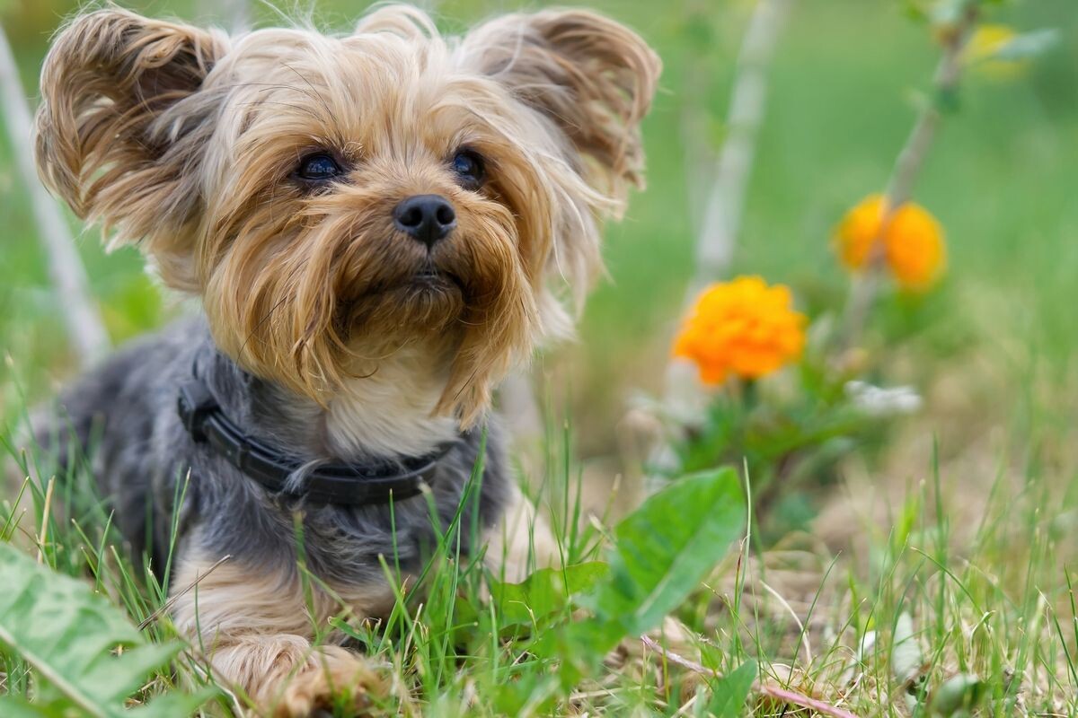 Йорки — как супермодели: в какой момент ни щелкнешь, всегда очаровательны и неотразимы. Источник: Shutterstock📷
