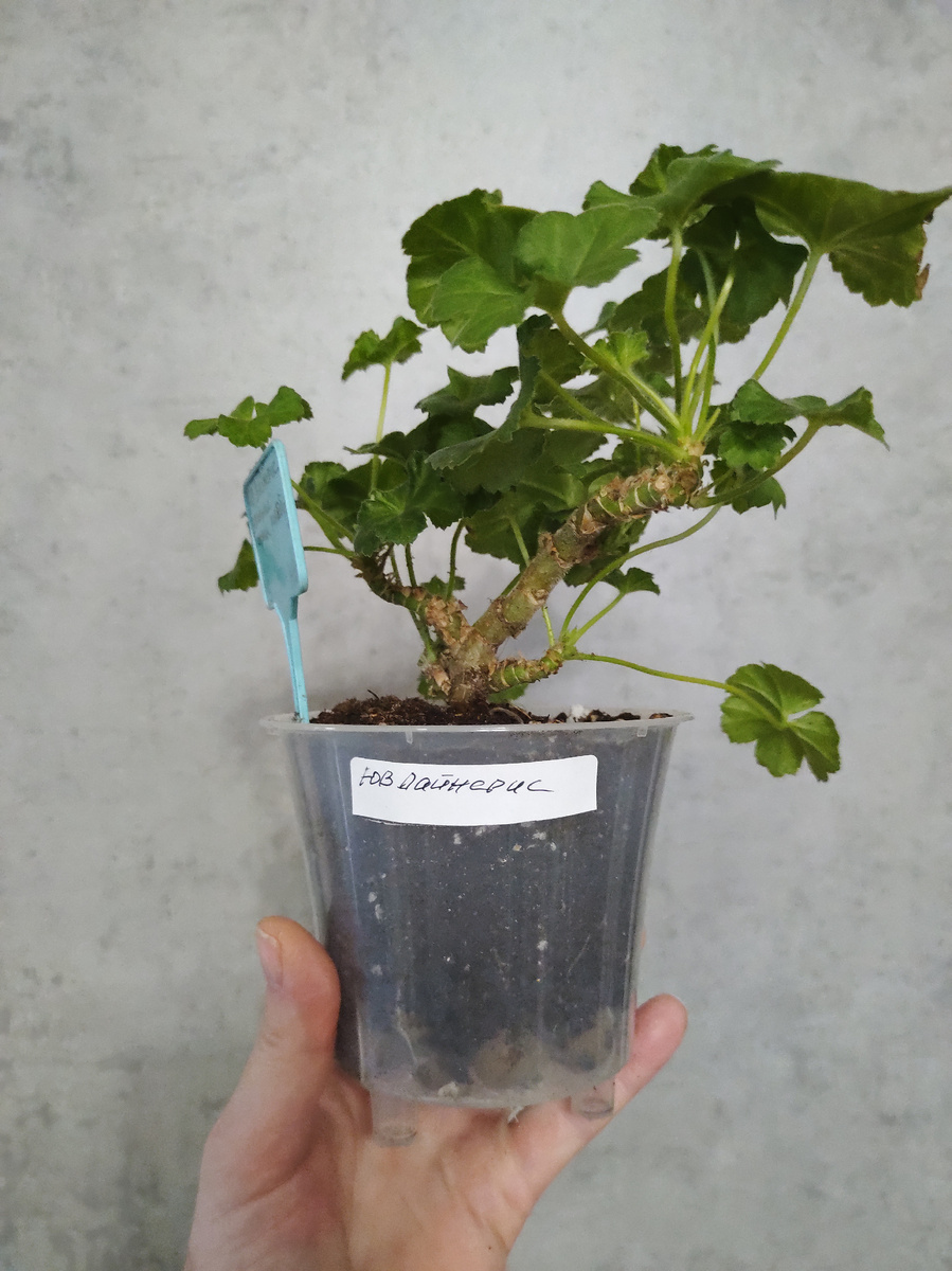 ЮВ Дайнерис 29 марта 24.