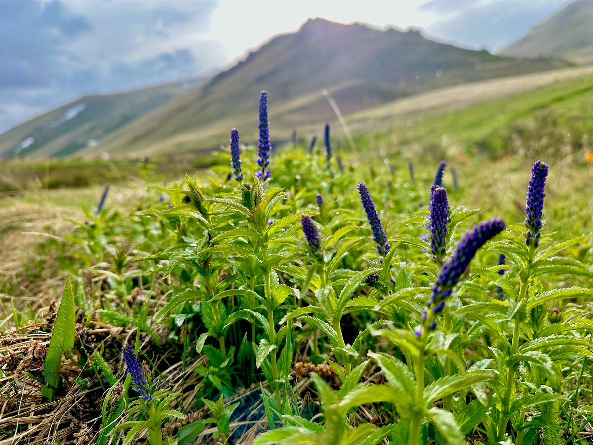 Вероника длиннолистная,  Veronica longifolia.