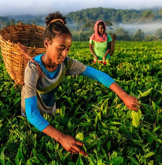 Чайная плантация Вушвуш. Или Вуш Вуш. Guide to Ethiopia.