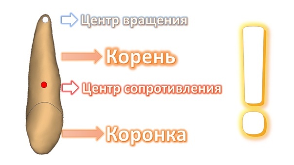 Основа биомеханики перемещения зубов