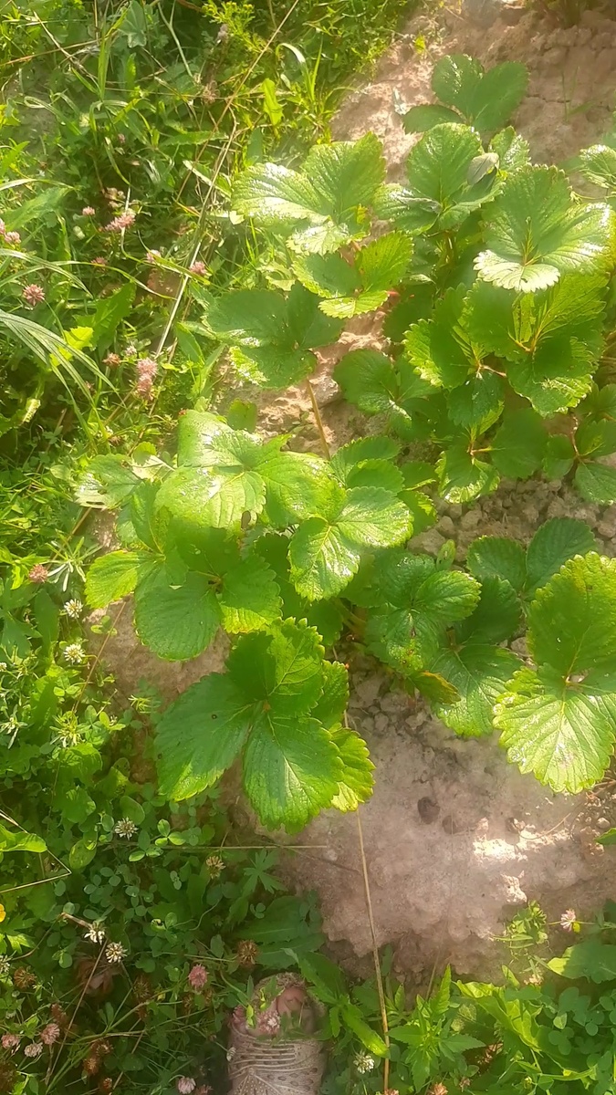 Клубника Сан-Андреас