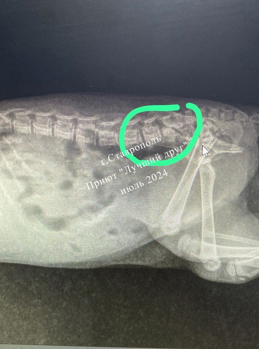 Вчера поздно вечером в клинику поступил травмированный котенок Булочка, на нее случайно наехал велосипедом ребенок.-2-2