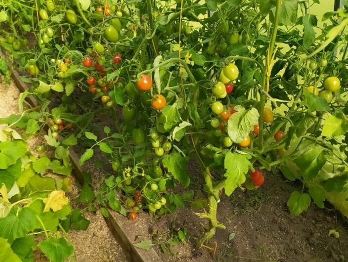 Опрыскиваю томаты по листве этим раствором. Сразу развожу 5 веществ для раствора