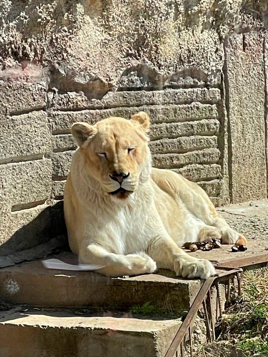 Если кто не знает, фраза Лаврова : "ДБ" и лев с этим согласен