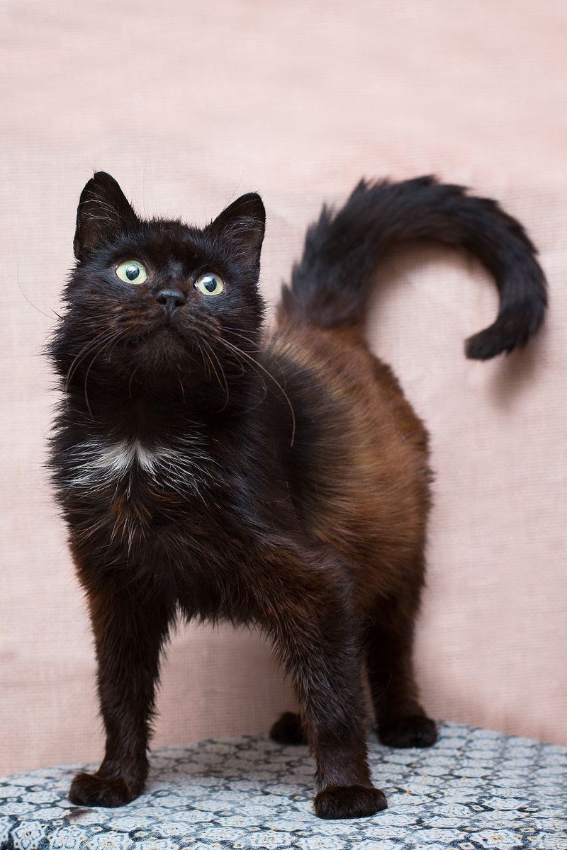 Кот: где дичь?