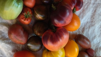 Дегустация моих любимых томатов и новинок! 🍅🍅🍅🍅🍅