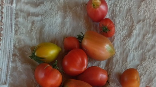 Дегустация моих любимых томатов и новинок! 🍅🍅🍅🍅🍅