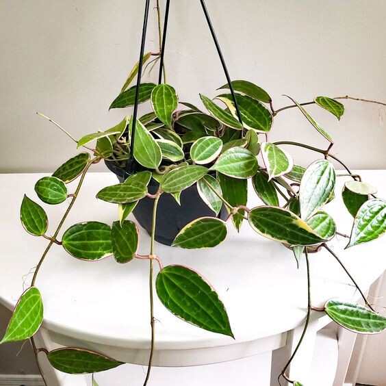 Hoya latifolia / macrofilla albomarginata. Фото: pinterest.com