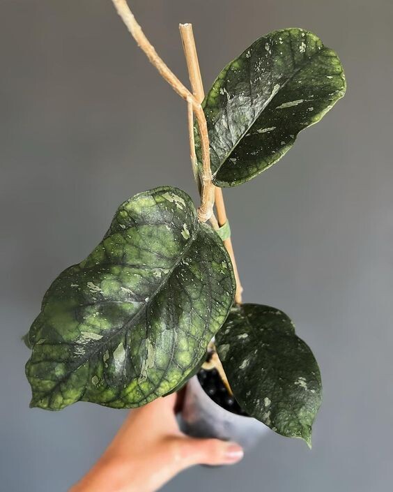 Hoya gps 7020. Фото: pinterest.com