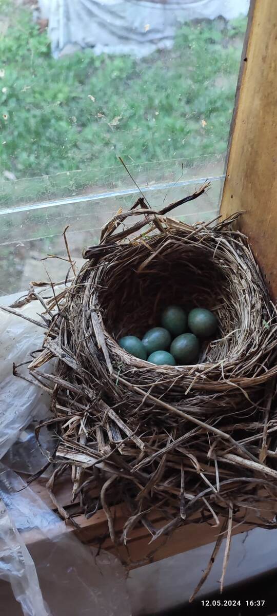 Гнездо дрозда. 