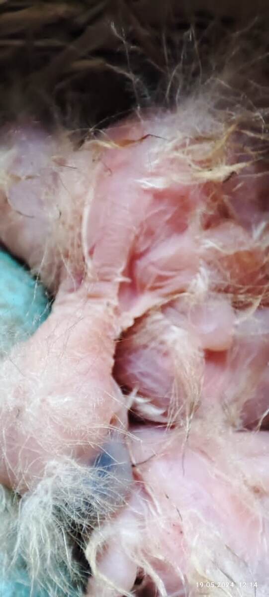 Появление первых птенцов. 