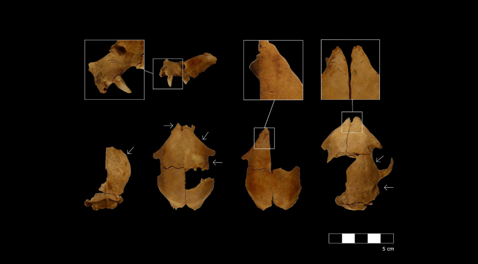   Eva Pires / Journal of Archaeological Science: Reports, 2024
