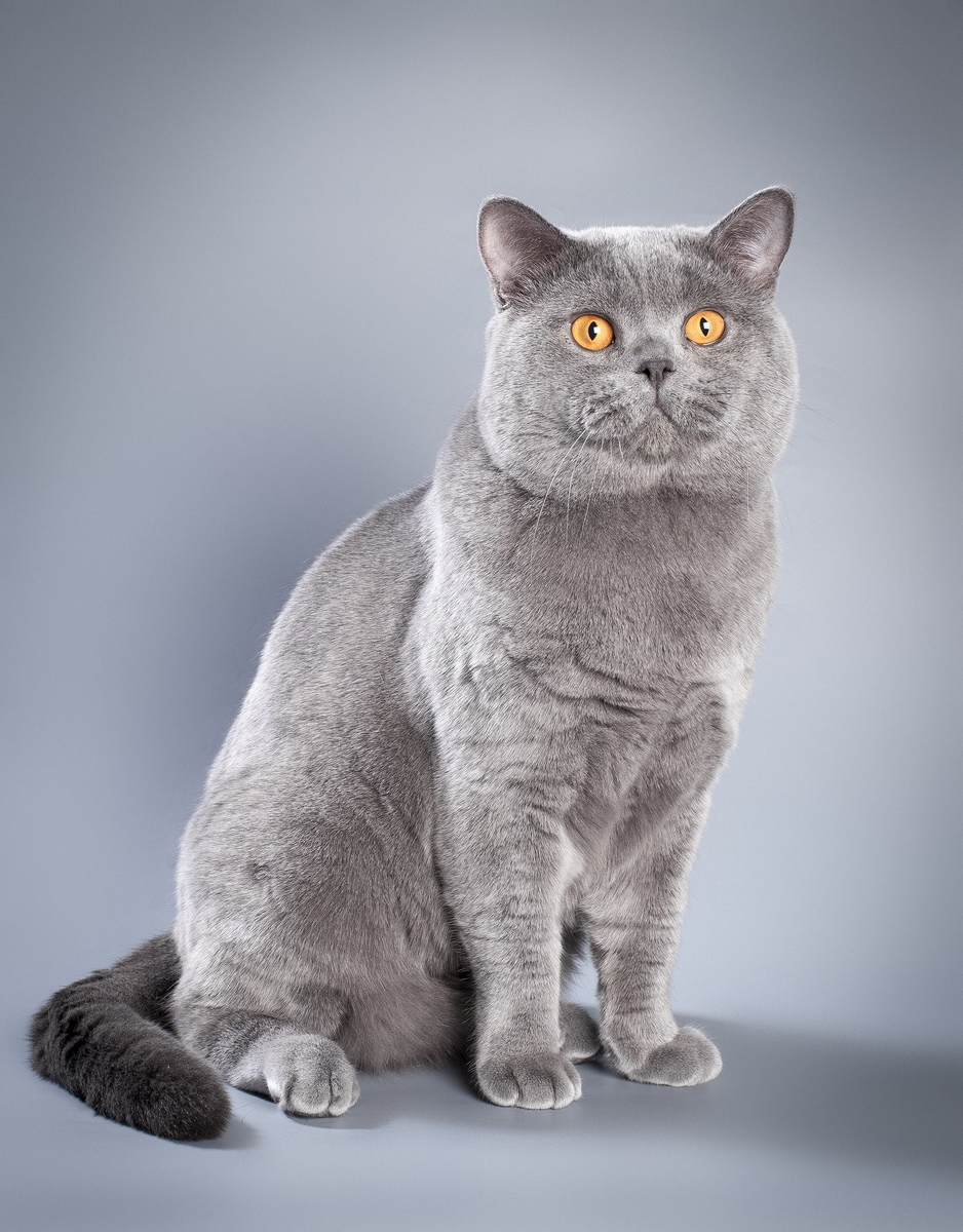 Фото взято с сайта https://koshka.top/12276-rasprostranennye-porody-koshek.html