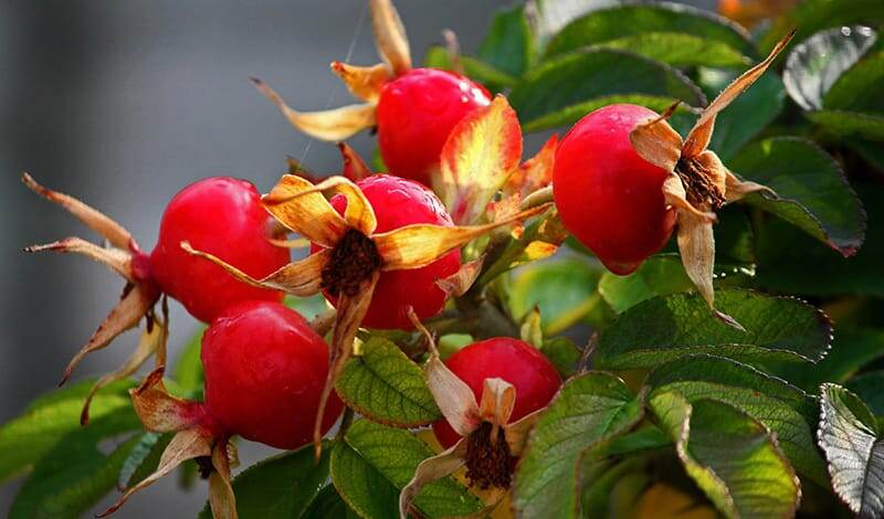 Шипо́вник — род растений семейства Розовые порядка Розоцветные. По этому роду были названы и семейство, и порядок, к которым он относится. Имеет множество культурных форм, разводимых под названием Роза. Розой в ботанической литературе часто называют и сам шиповник.