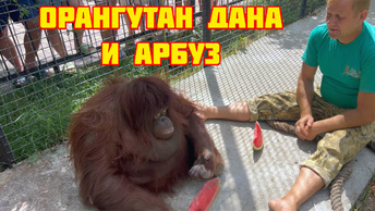 Орангутан Дана отказалась есть арбуз Олега Зубкова в Парке львов Тайган