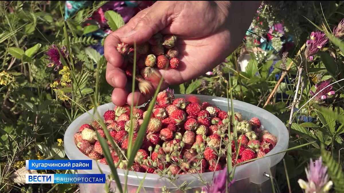    Сладкая охота: в Башкирии зафиксировали небывалый урожай лесных ягод - сюжет "Вестей"