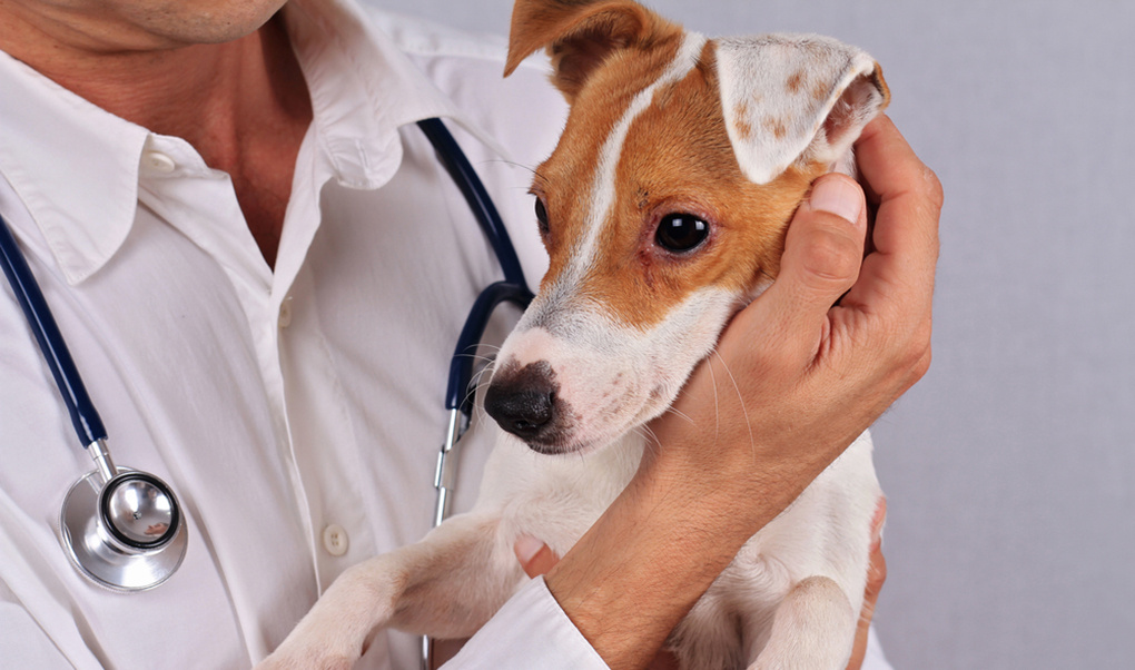 Аллергическая реакция – нередкое явление среди домашних животных.