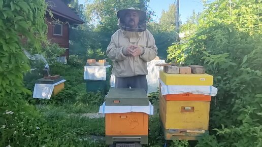 Как начинающему пчеловоду подсадить пчелиную матку за сутки. С гарантированным приёмом. Пошаговая видео инструкция 2024