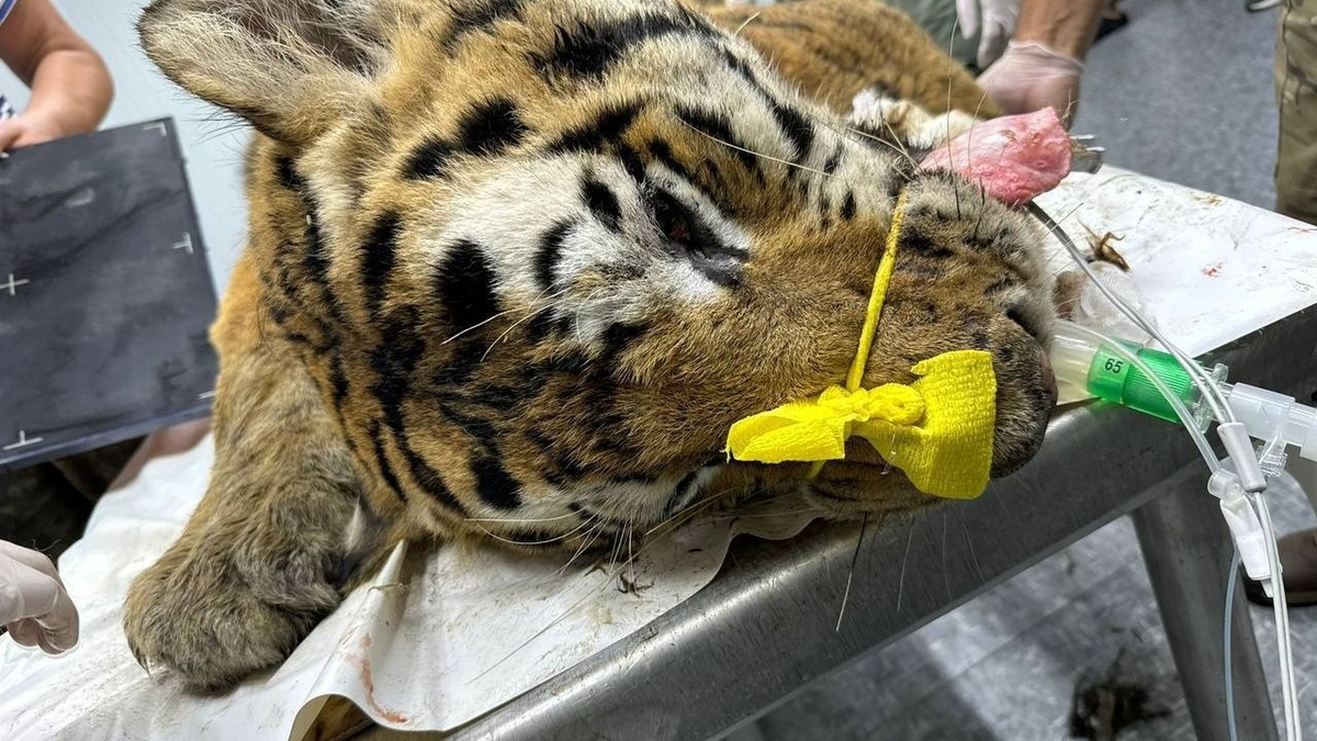     Источник: amurtigercenter