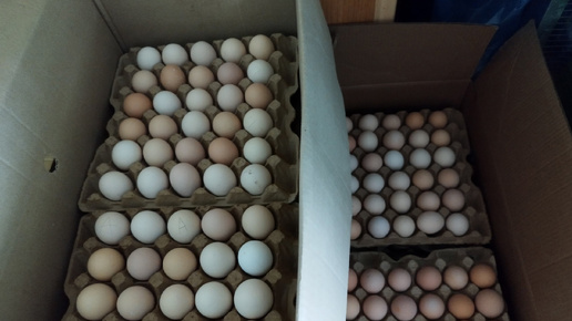 Отправка инкубационного яйца