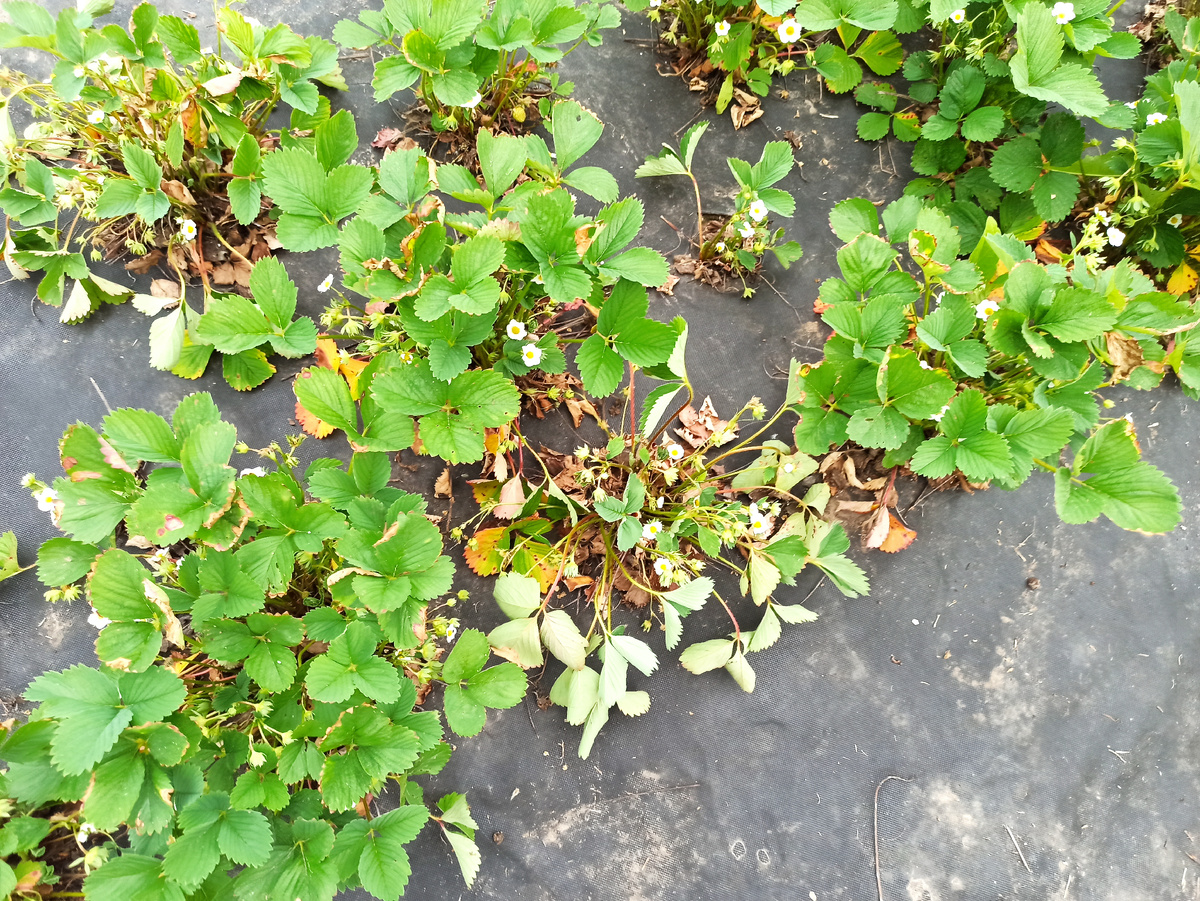 Фото автора. Первые вянущие кусты в первой половине мая, дкмал подморозилась