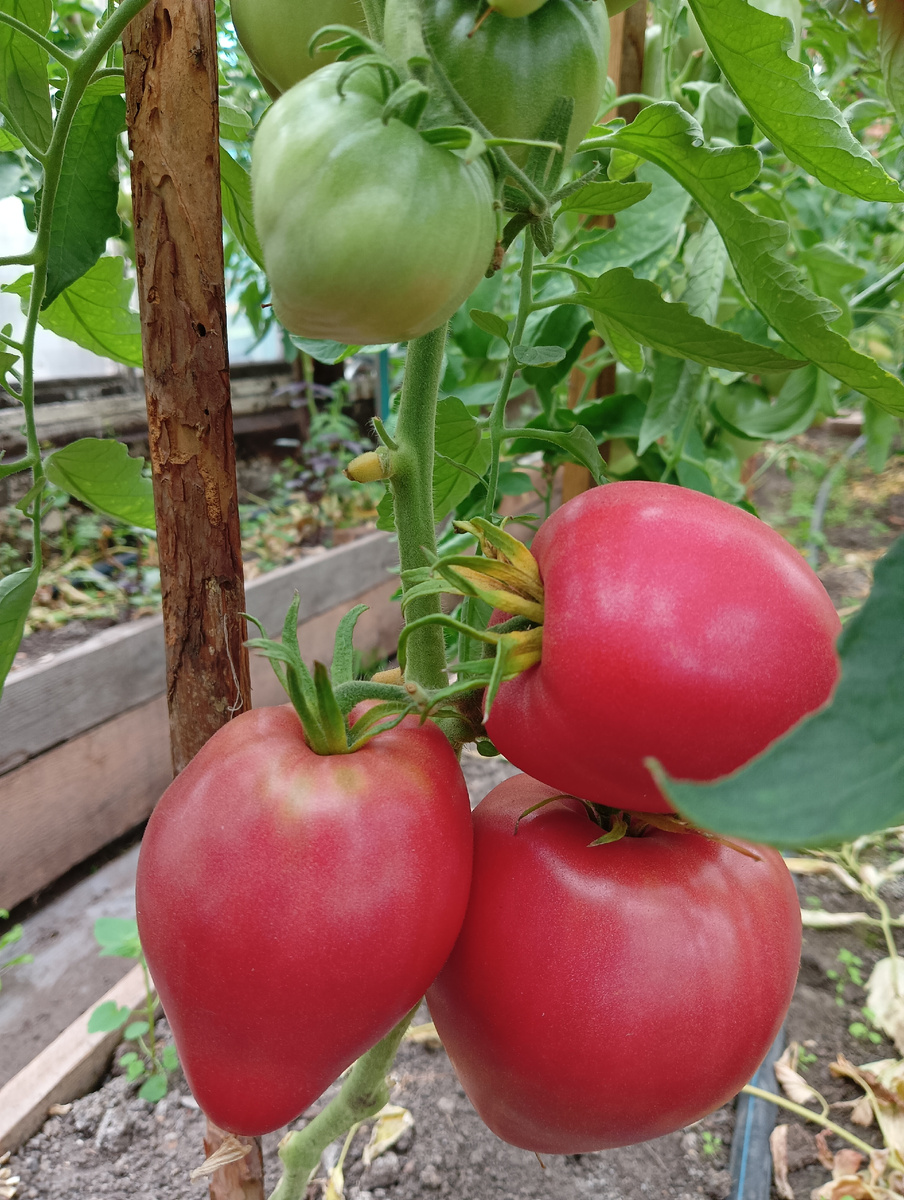 Раньше я никак не могла решить дилемму: сажать ли томаты по-максимуму в открытый грунт или все же выращивать побольше в теплице? И в том, и в другом случае есть свои минусы.