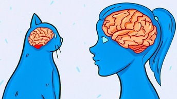 Эволюция мозга: новое исследование ставит под сомнение старые представления