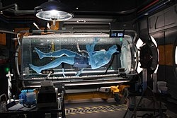 Аватар в амниотанке