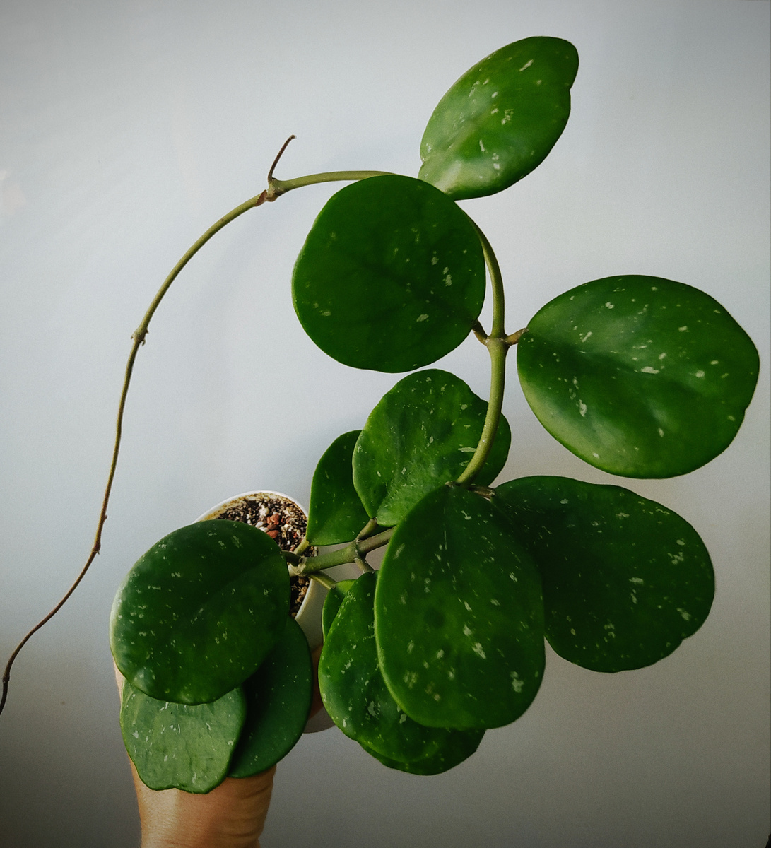 Hoya obovata
