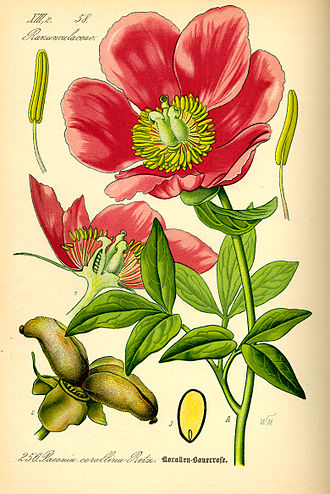 Paeonia mascula