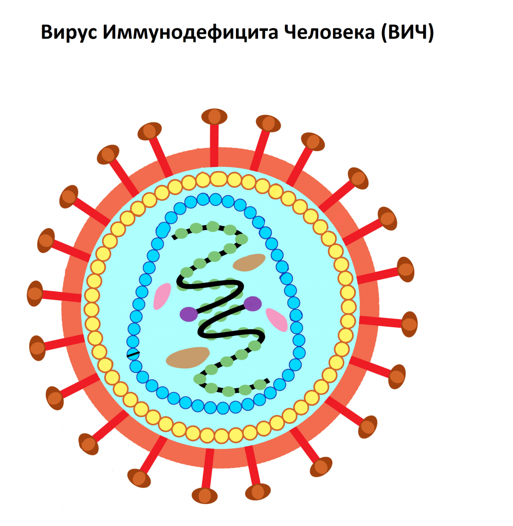 ВИЧ - самый известный ретровирус современности