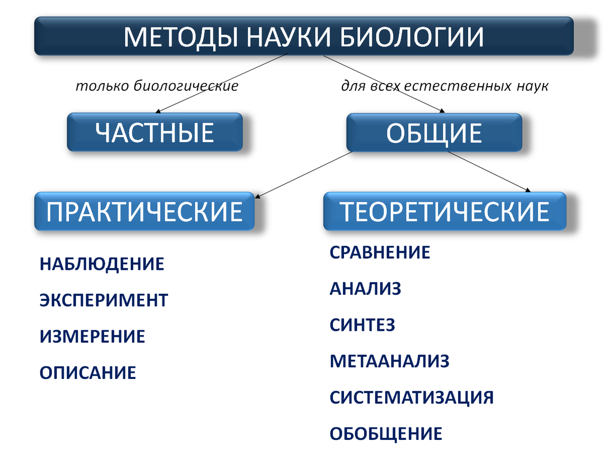 Методы науки биологии | Генетика для всех | Дзен