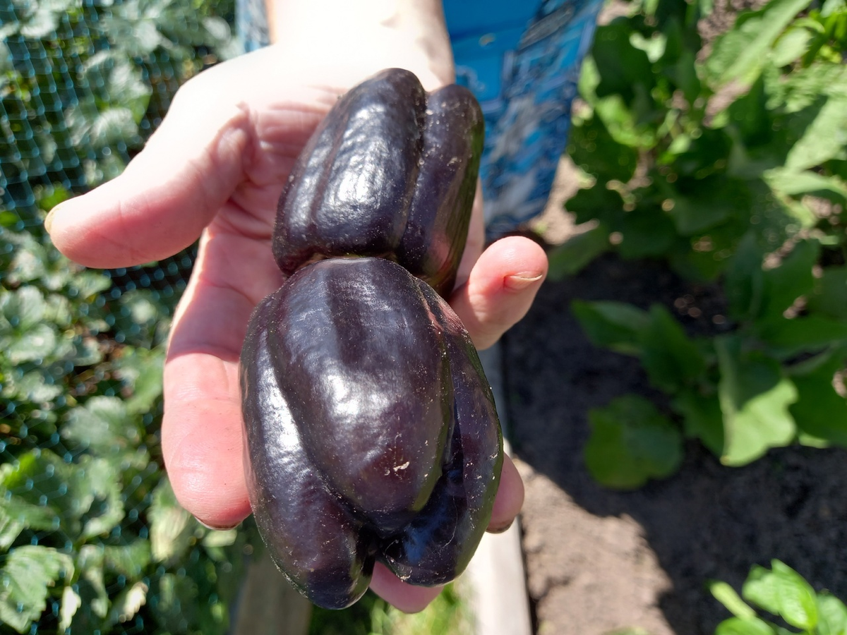 Мама и в огороде любит поэкспериментировать - перцы вот фиолетовые вырастила, я сначала думала, это баклажаны 