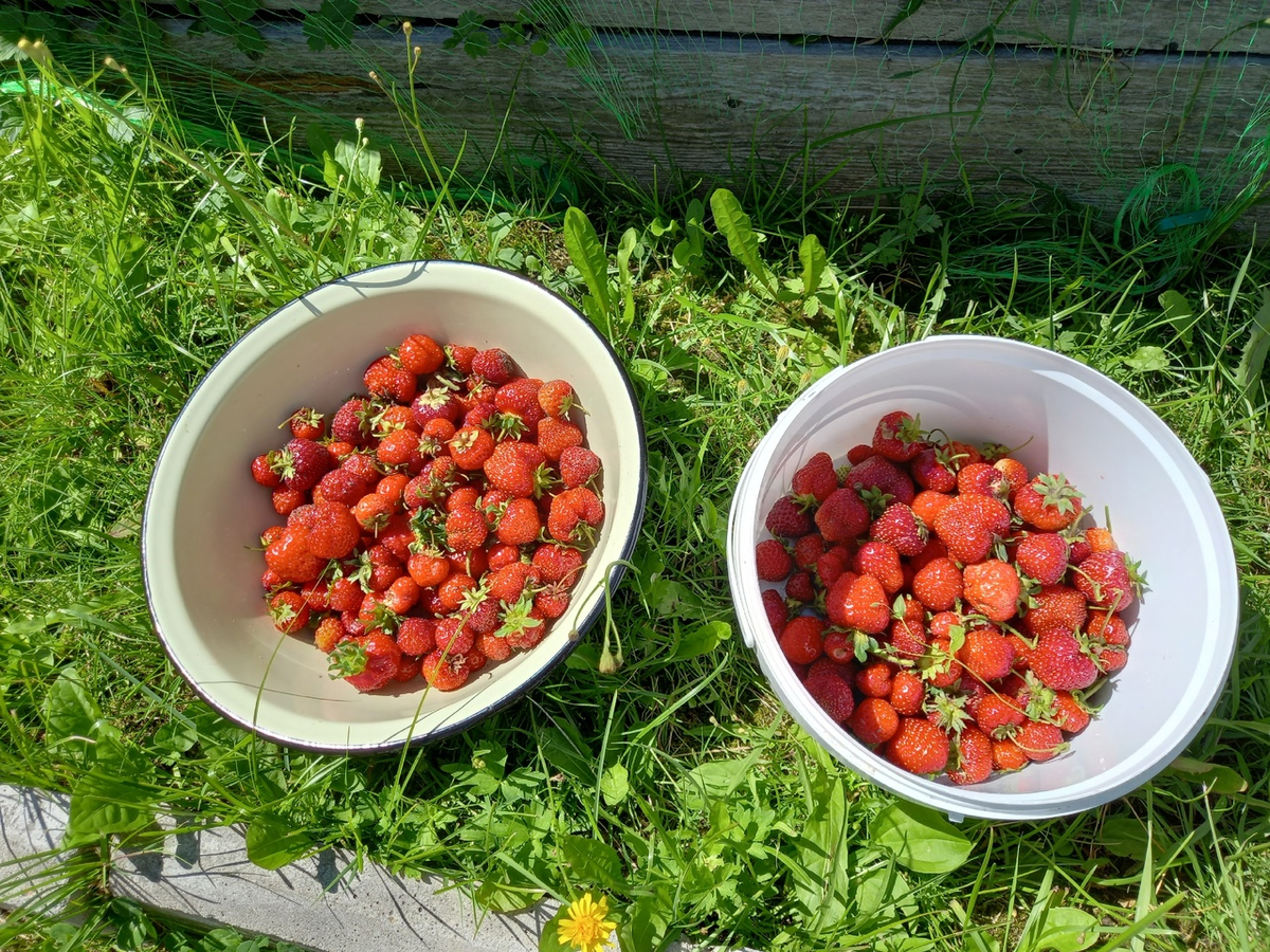Урожай всегда радует, если силы приложишь
