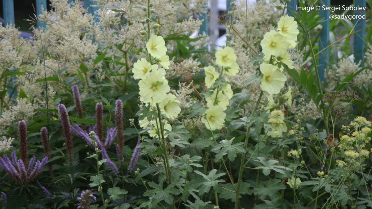 Шток-роза морщинистая (Alcea rugosa). А вокруг сплошные облака (белый Таран изменчивый — на фоне, фиолетовый Вероникаструм сибирский — слева, жёлтая дымка Василисника жёлтого — справа).