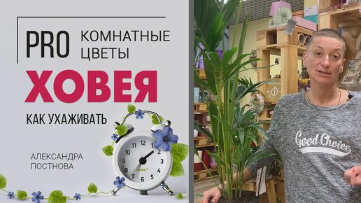 Ховея - роскошная пальма для дома и офиса. Что нужно знать о ховее, чтобы она радовала долгие годы.