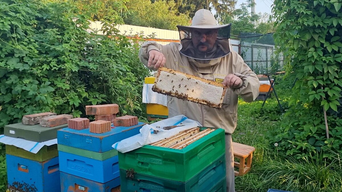 Рамка с мёдом