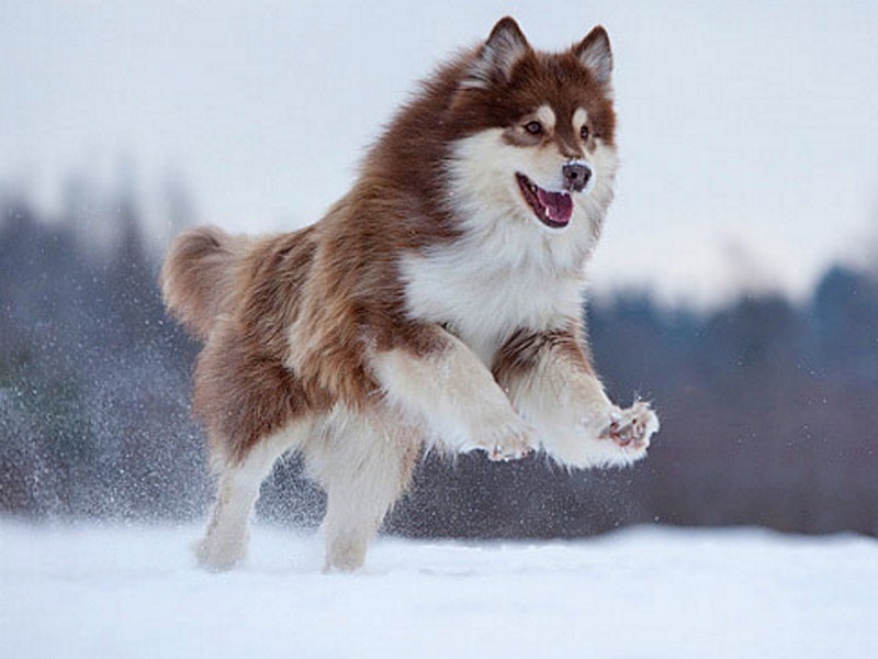 финский лаппхунд