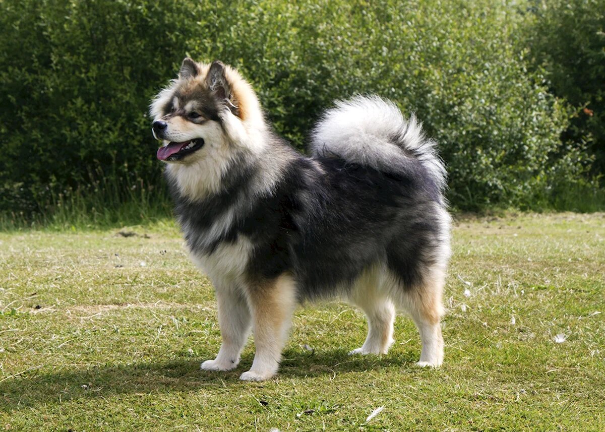 финский лаппхунд