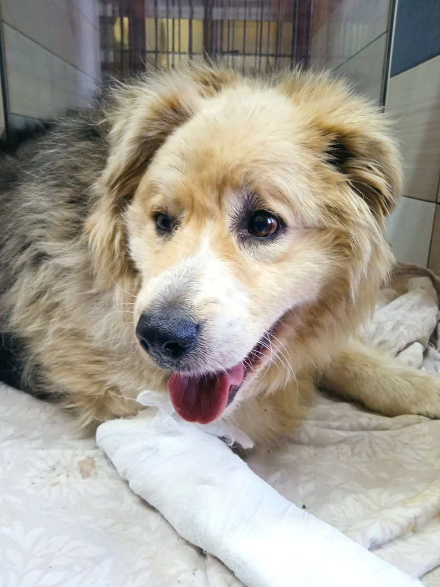 Через пару дней. Кажется, что в глазах уже появились искорки радости, а не вселенская грусть и тоска.