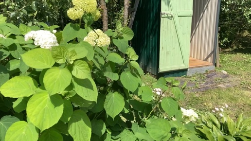 Жара в деревне. Спасаемся в доме. Буду убирать шиповник