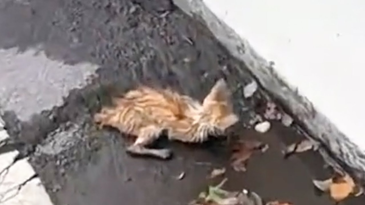 Однажды дождливым днем, проезжая по дороге, я заметил неподвижно лежащую на земле кошку. Ее мокрое, покрытое грязью тело заставило меня подумать, что она мертва.