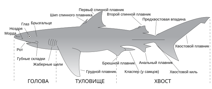 Анатомия акулы