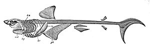 Скелет белой акулы (Carcharodon carcharias). br = жаберные дуги; co = коракоидный хрящ;
hy = подъязычная кость; md = нижняя челюсть;
ph = шиловидные хрящи; su = челюстной подвесок